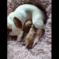 Jack Russell - Both