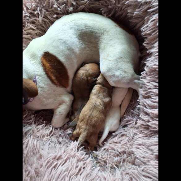 Jack Russell - Both