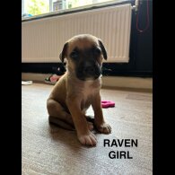 Mixed Breed - Both