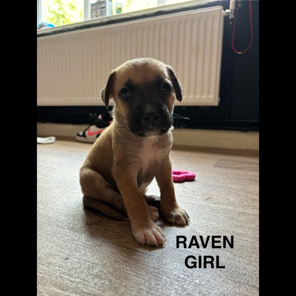Mixed Breed - Both