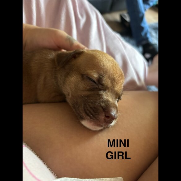 Mixed Breed - Both