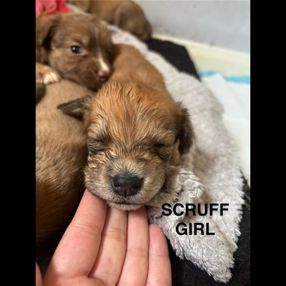 Mixed Breed - Both