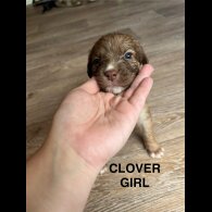 Mixed Breed - Both