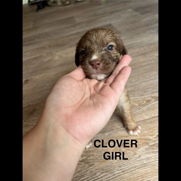 Mixed Breed - Both