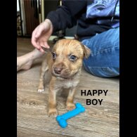 Mixed Breed - Both