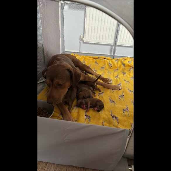 Mixed Breed - Both