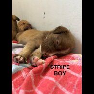 Mixed Breed - Both