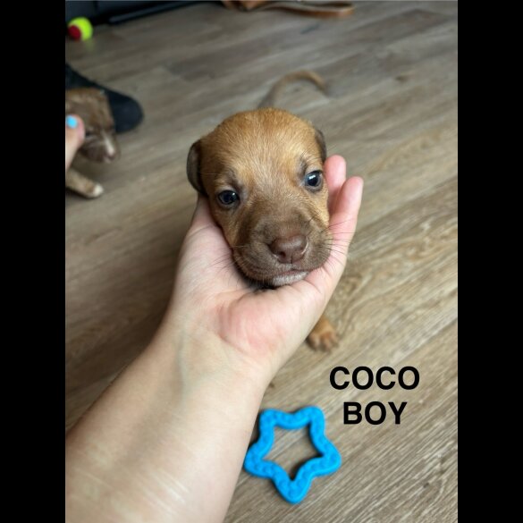Mixed Breed - Both
