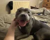 Staffordshire Bull Terrier