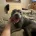 Staffordshire Bull Terrier