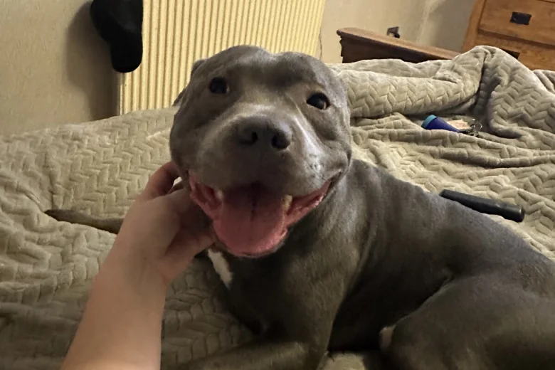 Staffordshire Bull Terrier