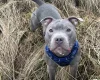 Staffordshire Bull Terrier