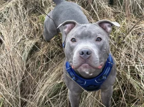 Staffordshire Bull Terrier