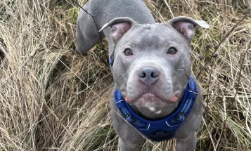 Staffordshire Bull Terrier