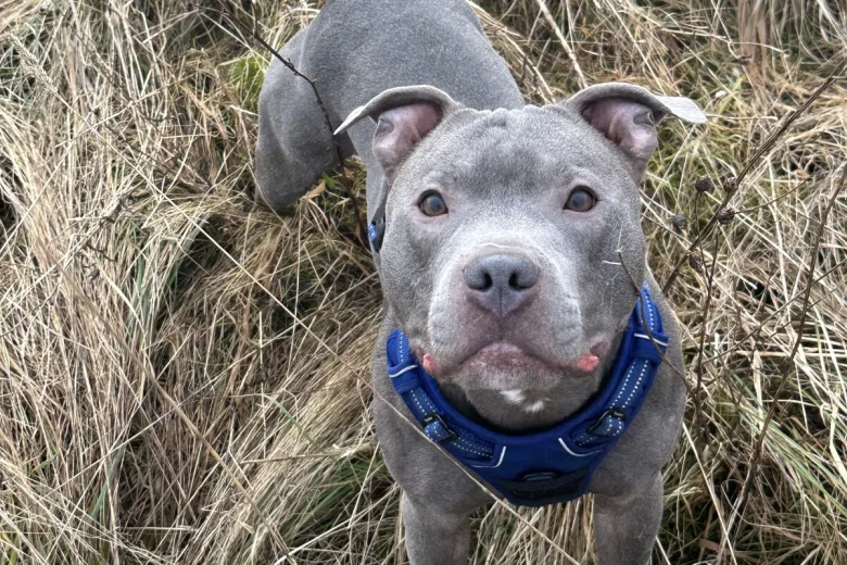 Staffordshire Bull Terrier