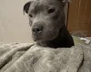 Staffordshire Bull Terrier