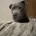 Staffordshire Bull Terrier
