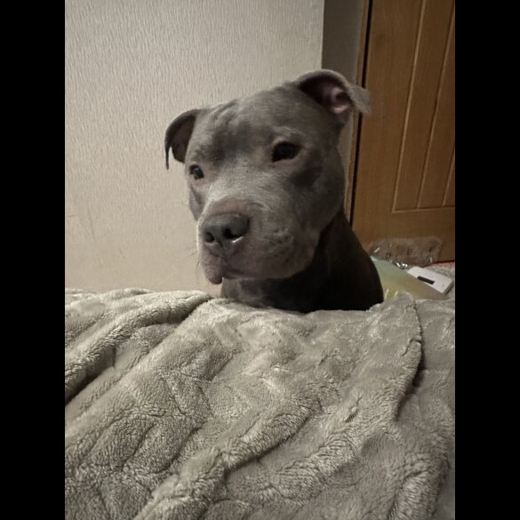 Staffordshire Bull Terrier