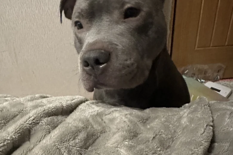 Staffordshire Bull Terrier