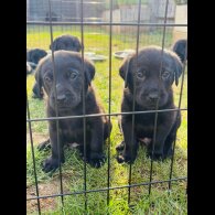 Labrador Retriever - Both