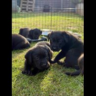 Labrador Retriever - Both