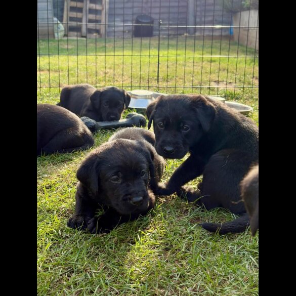 Labrador Retriever - Both