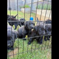 Labrador Retriever - Both