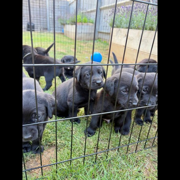 Labrador Retriever - Both