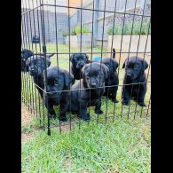 Labrador Retriever - Both
