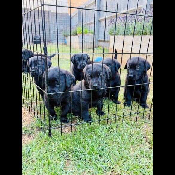 Labrador Retriever - Both