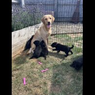 Labrador Retriever - Both