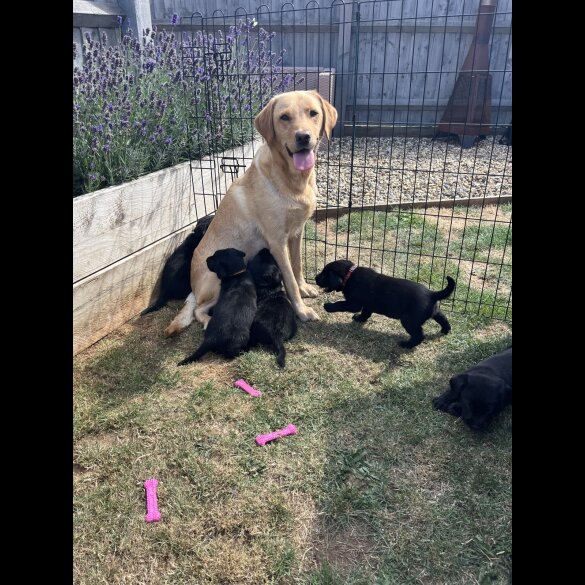 Labrador Retriever - Both