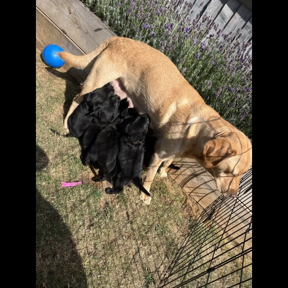 Labrador Retriever - Both