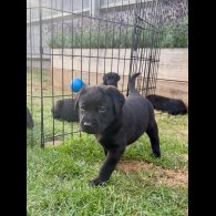 Labrador Retriever - Both