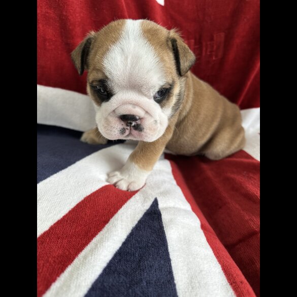 English Bulldog - Both