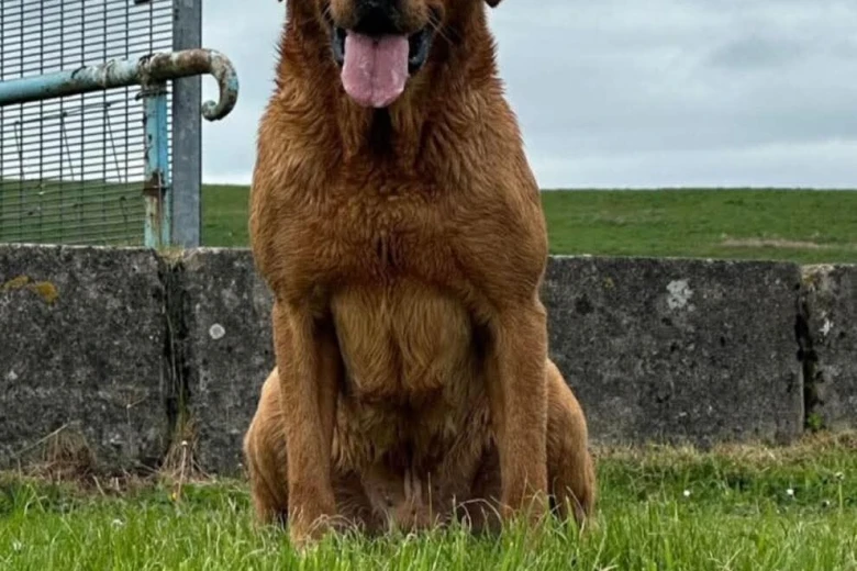 Labrador Retriever