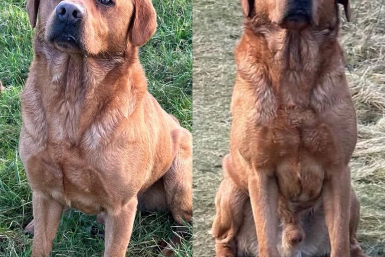 Labrador Retriever