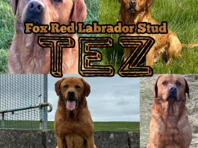 Labrador Retriever