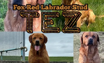 Labrador Retriever