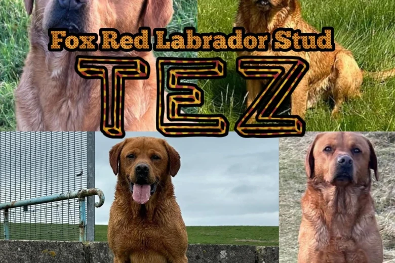 Labrador Retriever