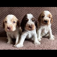 Cocker Spaniel (Show) - Both