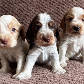 Cocker Spaniel (Show) - Both