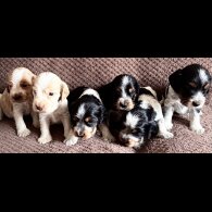 Cocker Spaniel (Show) - Both