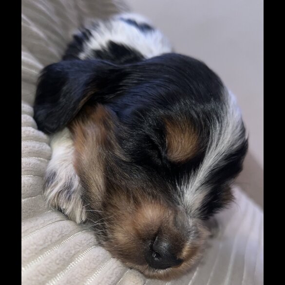 Cocker Spaniel (Show) - Both