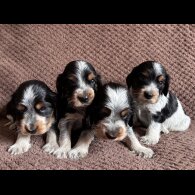Cocker Spaniel (Show) - Both