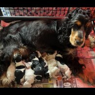 Cocker Spaniel (Show) - Both