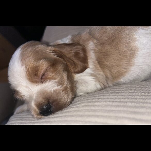 Cocker Spaniel (Show) - Both
