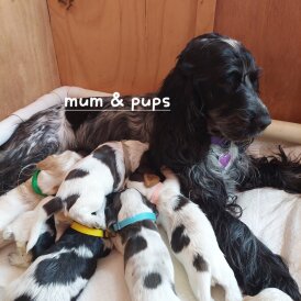 Cocker Spaniel (Working &amp; Show) - Both
