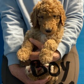 Poodle - Dogs
