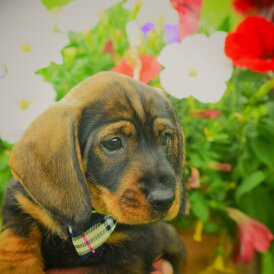 Dachshund (Standard &amp; Miniature) - Dogs